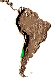 Habitat : Chili, au pied des Andes et jusquà 1500 mètres daltitude, sur la côte de lOcéan Pacifique