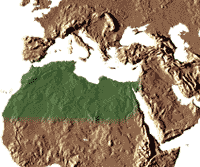 Habitat : Son origine précise n’est pas connue. Probablement un ou plusieurs pays située sur la bande aride afro-asiatique qui s’étend de l’Afrique du Nord au Moyent-Orient.