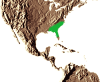 Habitat : Sous-bois humide, parfois en terrain inondé (comme beaucoup despèces de palmiers dans le sud-est des Etats-Unis). Il est répandu, quoique rare, dans les états de Floride, Géorgie, Mississipi et Caroline du Nord.
