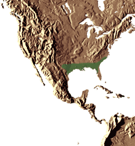 Habitat : Sud-est des Etats-Unis ( Alabama, Arkansas, Floride, Louisiane, Mississipi, Caroline du Nord, sud de l’Oklahoma, Caroline du Sud, Texas). Il est couramment rencontré dans les sous-bois, en sol riche et humide.