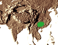 Habitat : Forêts en zones montagneuses, en Chine centrale.