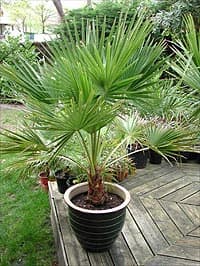 Un specimen cultivé en pot