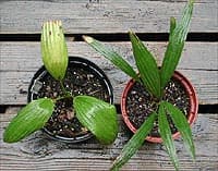 A droite, Trachycarpus fortunei, à gauche, son proche cousin Trachycarpus latisectus