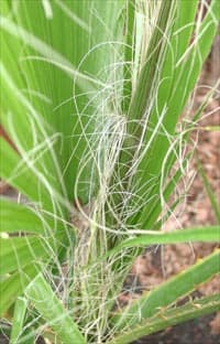 Les fils blanchâtres caractéristiques de Washingtonia filifera