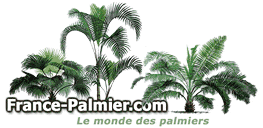 france palmier : les palmiers resistants au froid et au gel