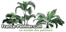 Retour au site France Palmier