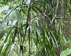 Calamus muelleri dans son habitat naturel, Queensland, Australie