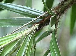 Calamus muelleri dans son habitat naturel, Queensland, Australie