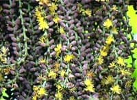 Inflorescence de Caryota sp.