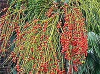 Infructescence de Archontophoenix sp.