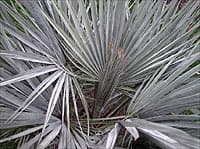 Jeune plante au Jardin Botanique de Bordeaux