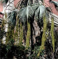 Plante adulte en pleine floraison à Narbonne