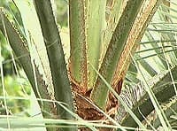 Pétioles armés au jardin botanique de Brisbane, Australie