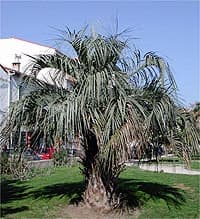 butia capitata voir la fiche->