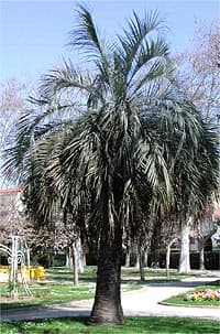 Butia capitata adulte à Perpignan