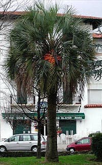 Butia capitata, superbe specimen adulte à Hendaye, sur la côte Basque