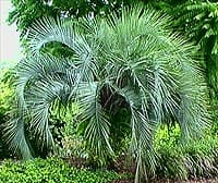 Butia eriospatha voir la fiche ->