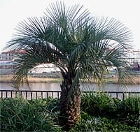 Butia paraguayensis à Perpignan