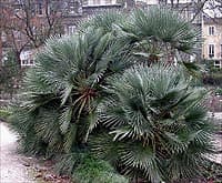 Beau specimen d'une forme bleutée de Chamaerops humilis au Jardin Botanique de Bordeaux