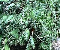 Chamaerops humilis, un specimen agé au Mount Coo-Tha Botanical Garden, Brisbane