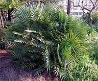 Chamaerops humilis, voir la fiche->