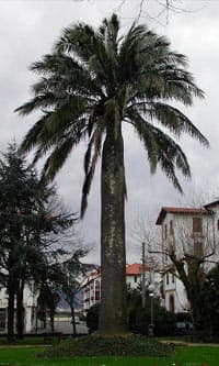 Jubaea chilensis, à Hendaye