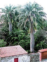 A Collioure, en France, ces deux superbes Jubaea ont donné naissance à des dizaines de jeunes exemplaires qui poussent aux pieds des parents