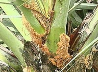 La "laine" orangée que Nannorrhops ritchieana porte à la base des pétioles est une des attractions de cette plante rare en culture