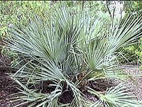 Nannorrhops ritchieana au Mt Coo-Tha Botanical Garden, Brisbane, Australie