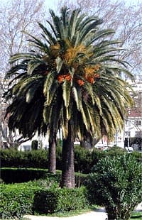 Un Phoenix canariensis âgé à Perpignan