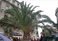 Phoenix canariensis en container à Bordeaux