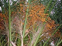 Infructescence 