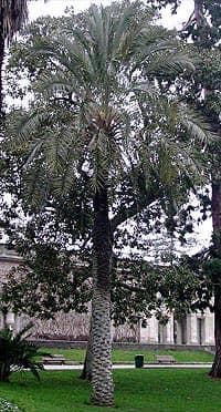 Phoenix dactylifera au jardin botanique de Bordeaux