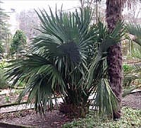 Deux très beaux exemplaires de Sabal minor, qui fructifient tous les ans, au jardin botanique de Bordeaux, France