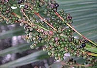 Fruits du Sabal minor, à Bordeaux, France