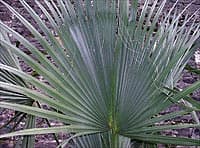 Dessous d'une palme à Dax, France