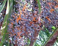 Une infructescence très colorée sur une plante femelle à Perpignan