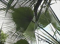 trachycarpus martianus au Mount Coo-Tha Botanical garden, Brisbane, Australie