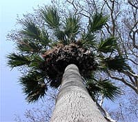 Couronne de palmes. On distingue les palmes séchées qui restent accrochées au stipe