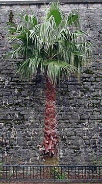 Washingtonia robusta à Dax, dans les Landes, France