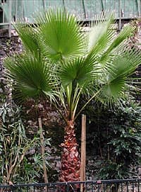 Jeune Washingtonia robusta à Dax, France