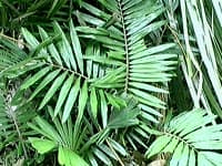 Les belles feuilles de Arenga engleri
