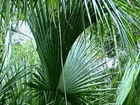 Belle feuille costapalmée de Sabal palmetto