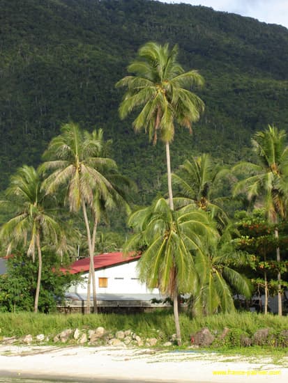 cocos-nucifera-adultes