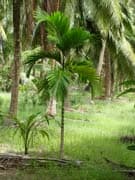 areca-catechu-adulte