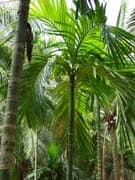 areca-catechu-adultes