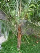 dypsis-lastelliana