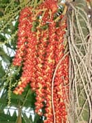 ptychosperma-sp-graines