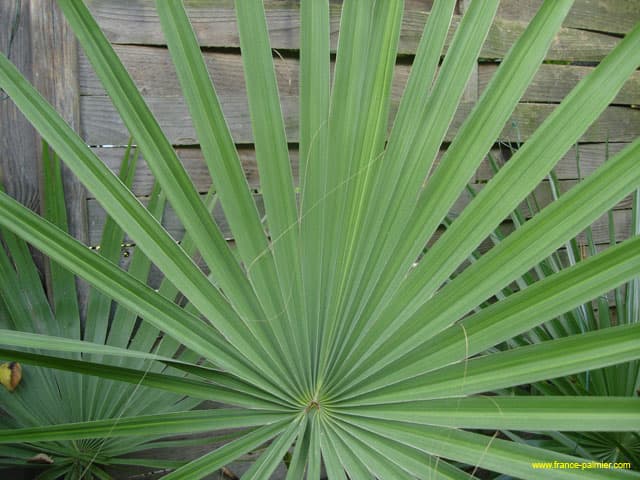 Brahea-aculeata-palme