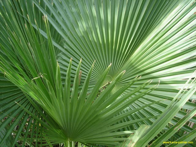 Brahea-edulis-couronne